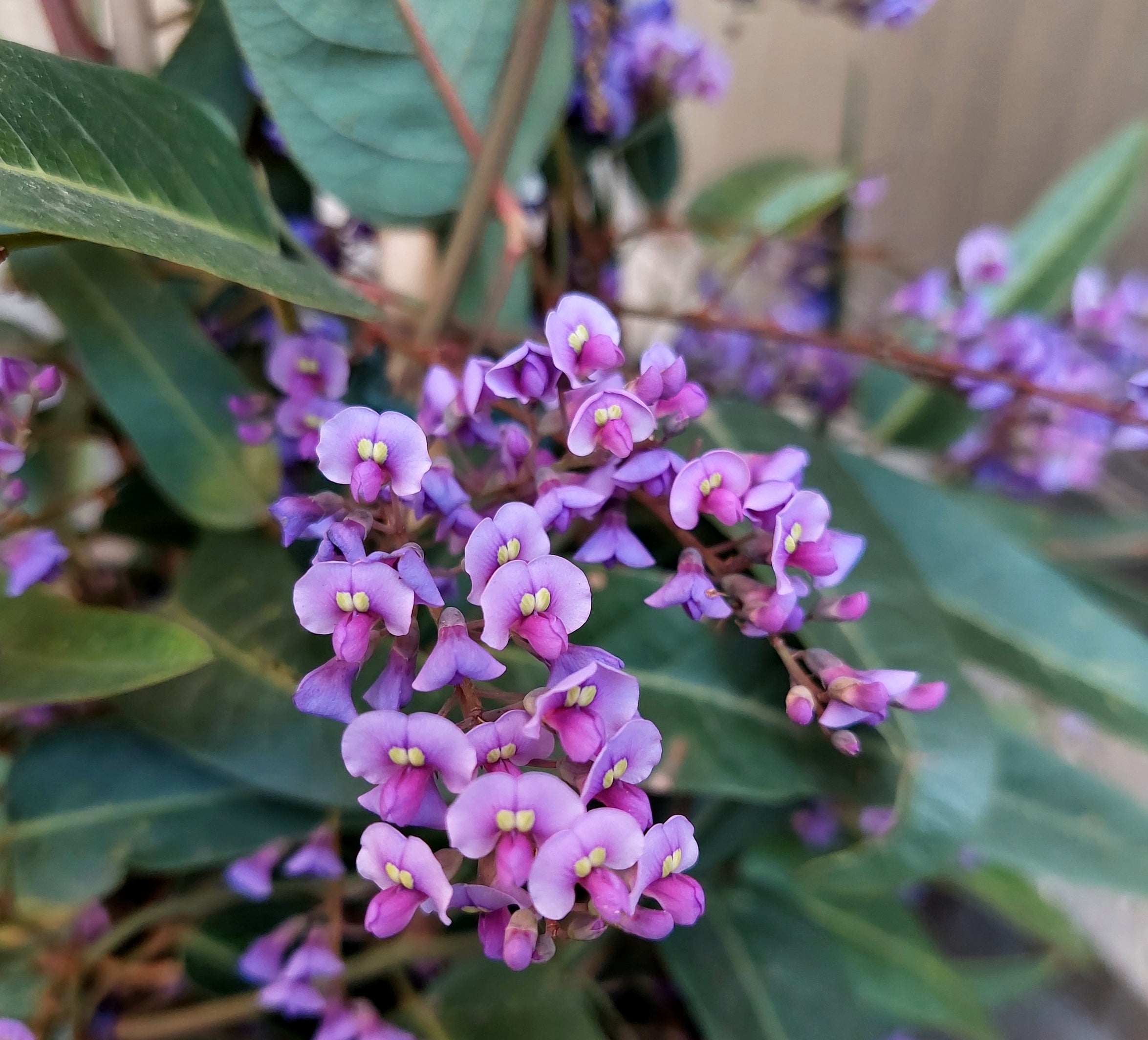 Hardenbergia violacea