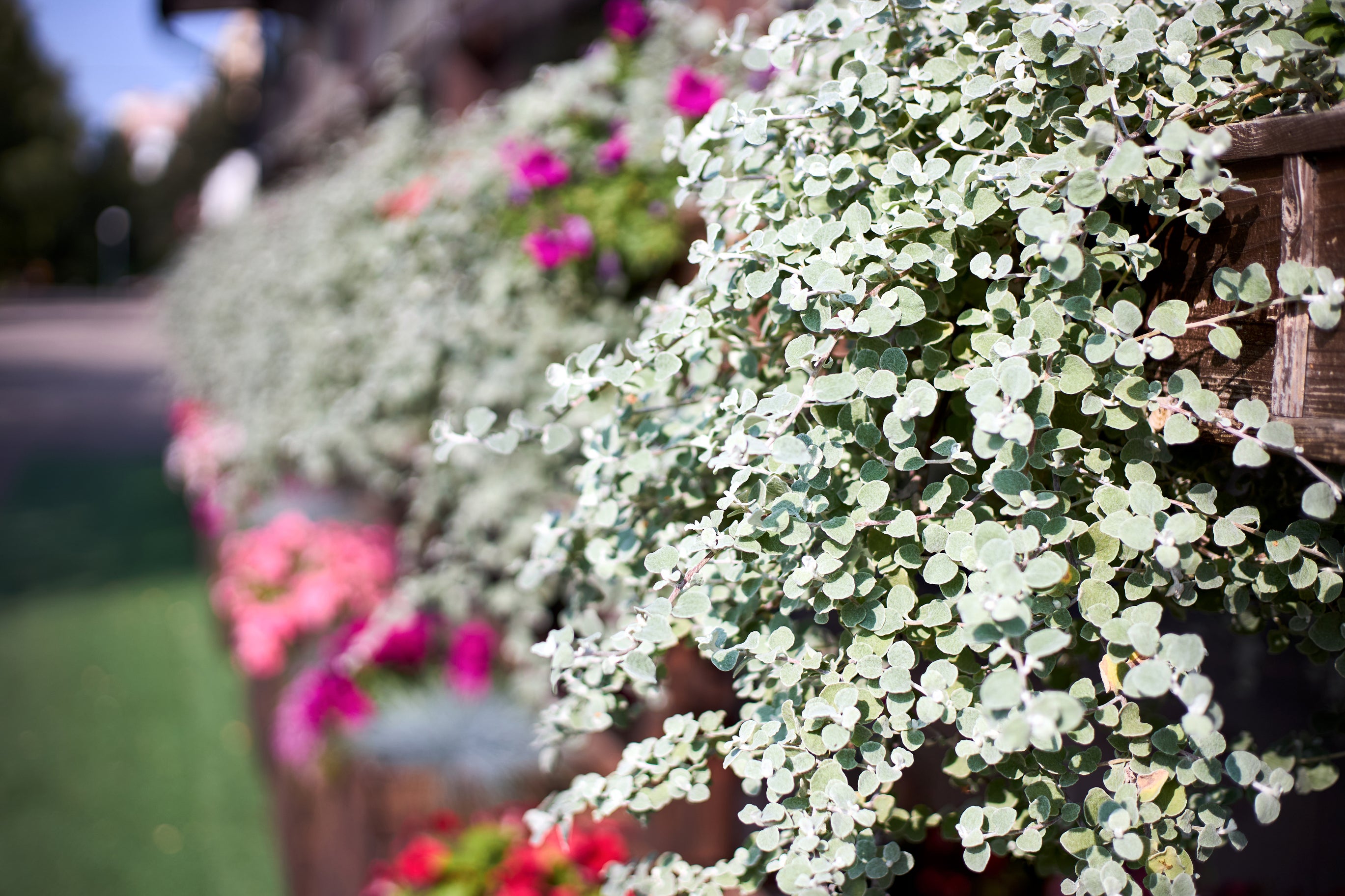 Helichrysum petiolare Licorice Plant
