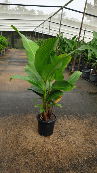 Heliconia Black Cherry