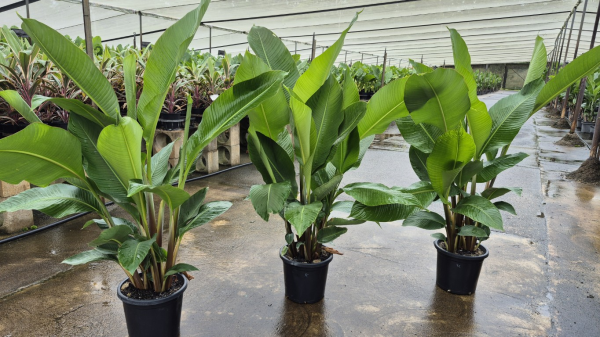 Heliconia Black Cherry