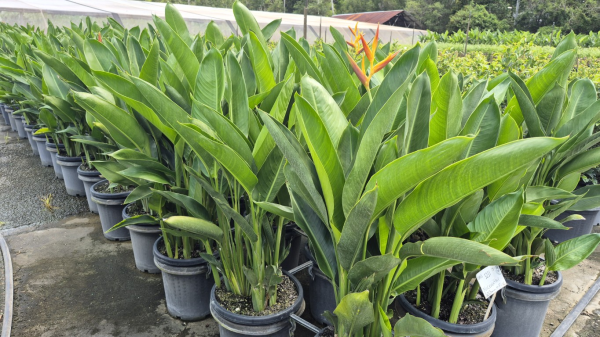 Heliconia psittacorum Nickeriensis