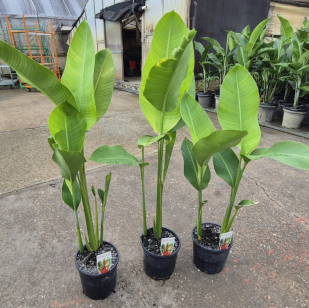 Heliconia Rauliniana