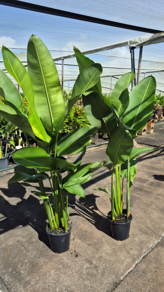 Heliconia Rauliniana