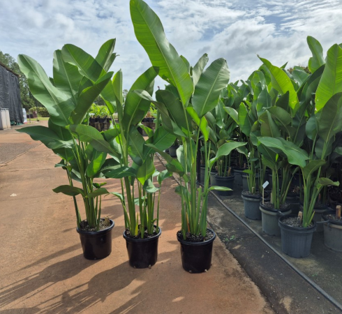 Heliconia Rauliniana