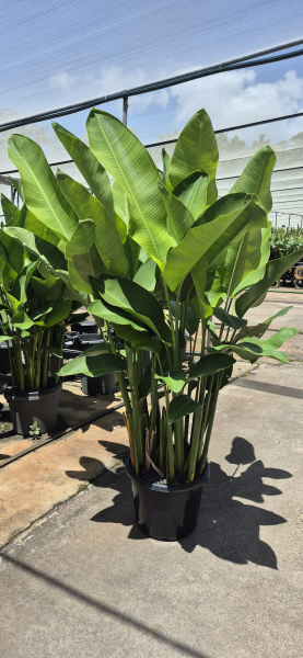 Heliconia Rauliniana