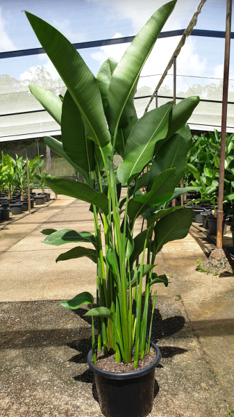 Heliconia Rauliniana