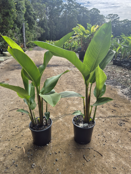 Heliconia psittacorum x spathocircinata Tropics