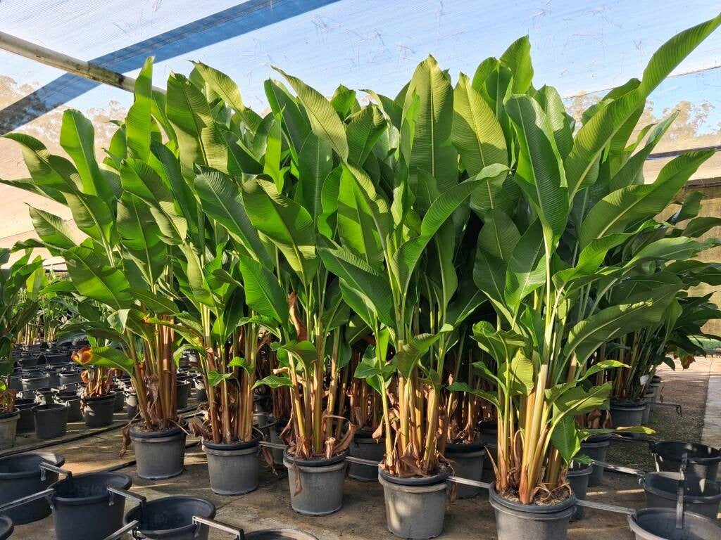 Heliconia Kawauchi