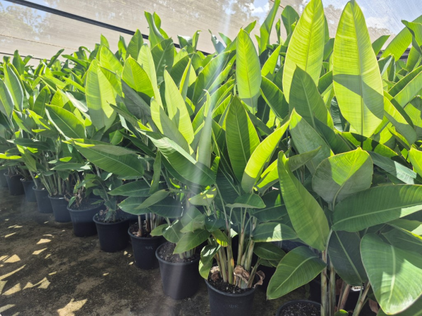 Heliconia pendula Red Waxy