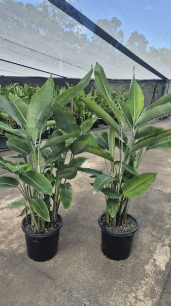 Heliconia pendula Red Waxy