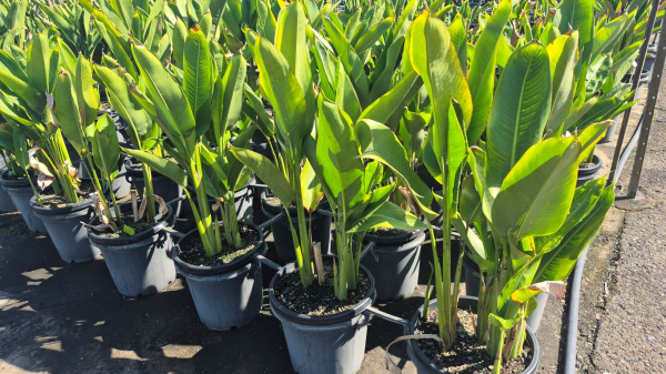 Heliconia psittacorum Nickeriensis