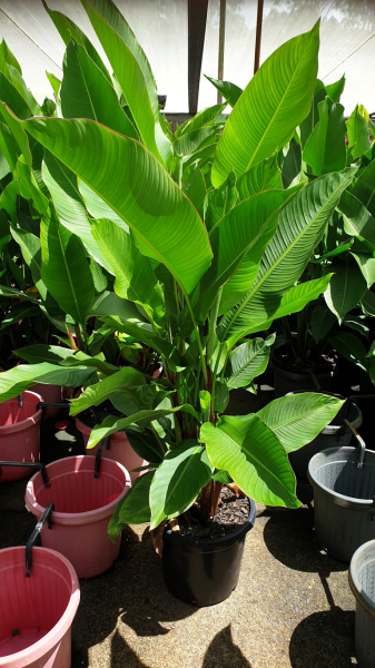 Heliconia bihai Chocolate Dancer