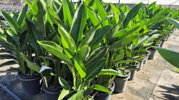 Heliconia psittacorum Nickeriensis