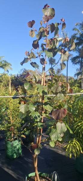 Hibiscus tiliaceus Rubra (syn. Talipariti)