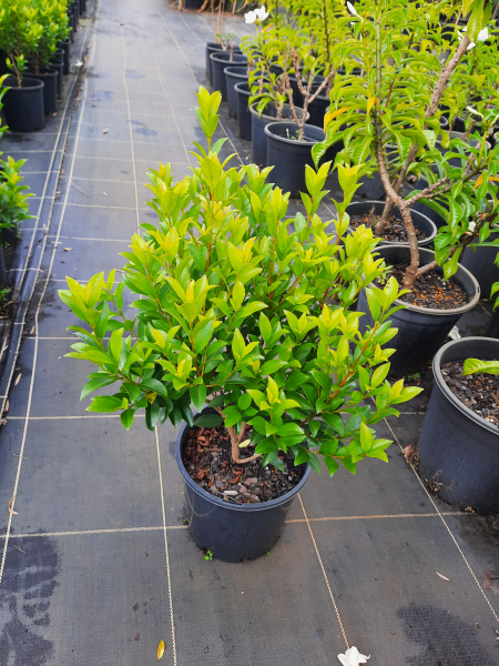 Syzygium australe Hinterland Gold