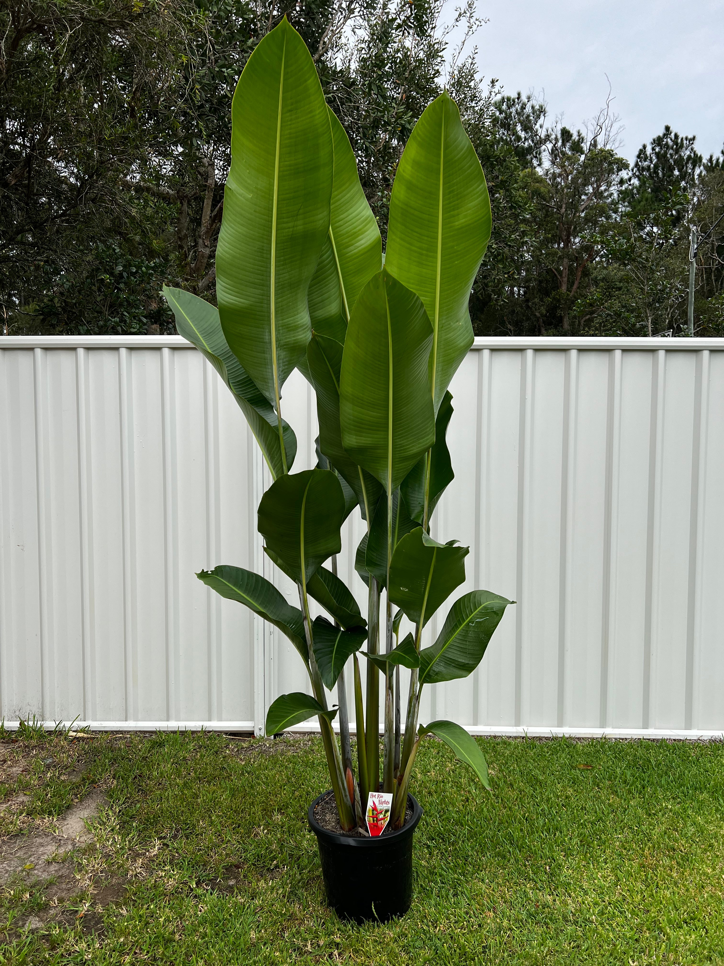 Heliconia - Hot Rio Nights