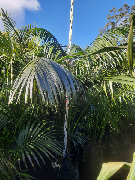 Howea forsteriana Kentia Palm