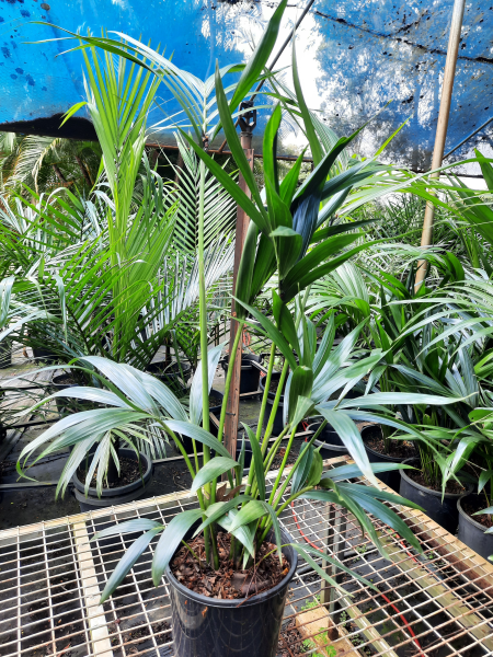 Howea forsteriana Kentia Palm