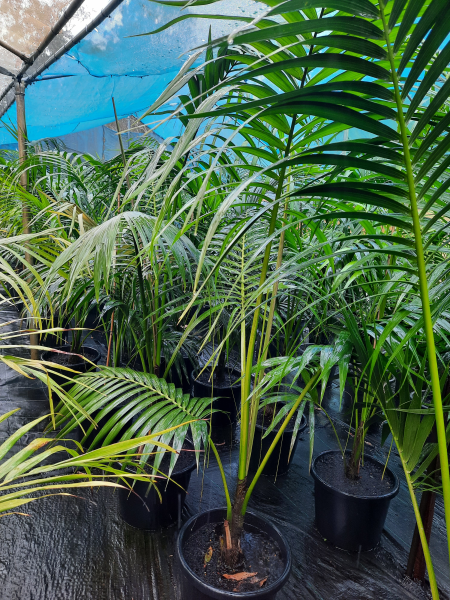 Howea forsteriana Kentia Palm