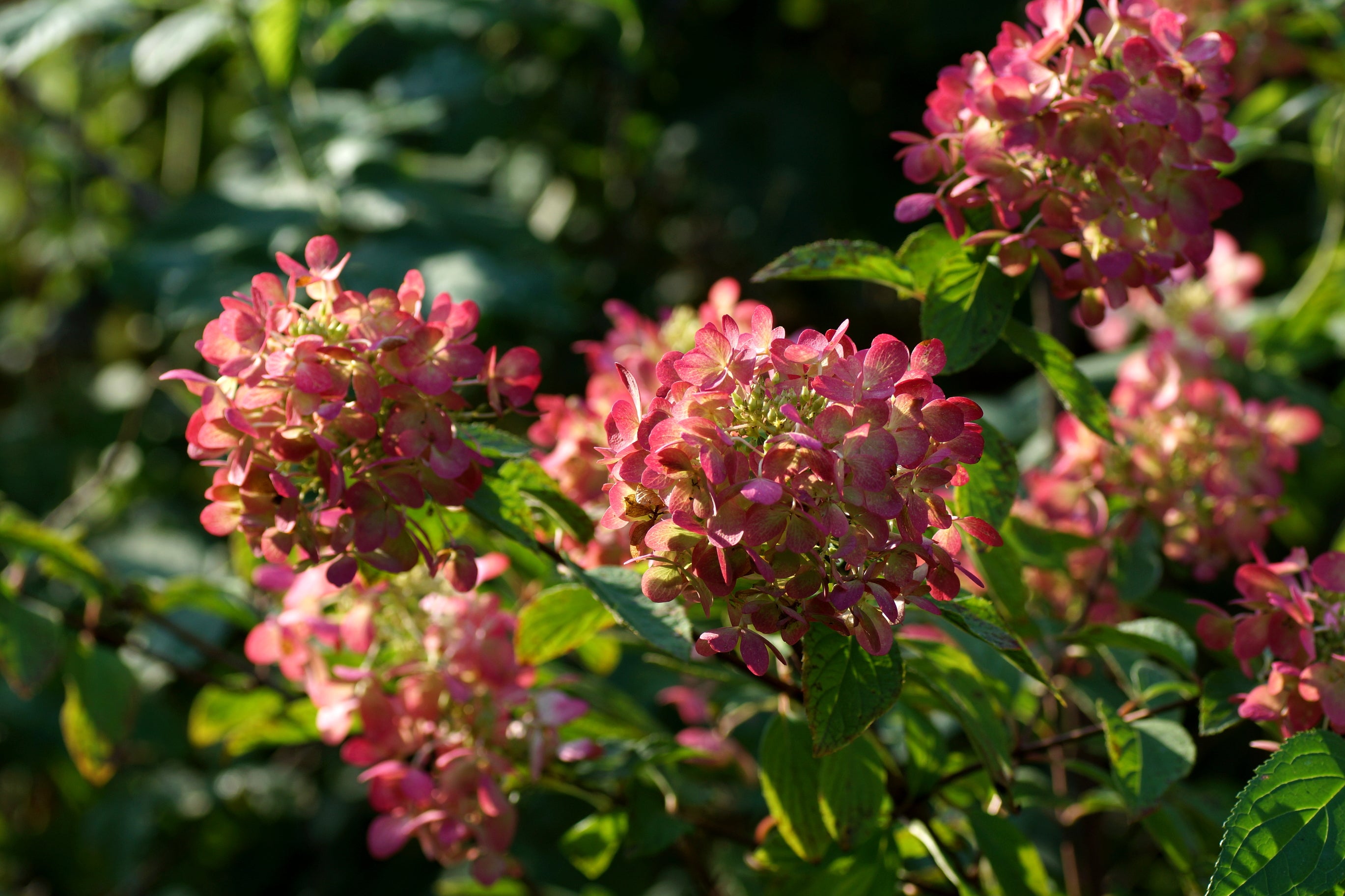 Hydrangea Diamond Rouge