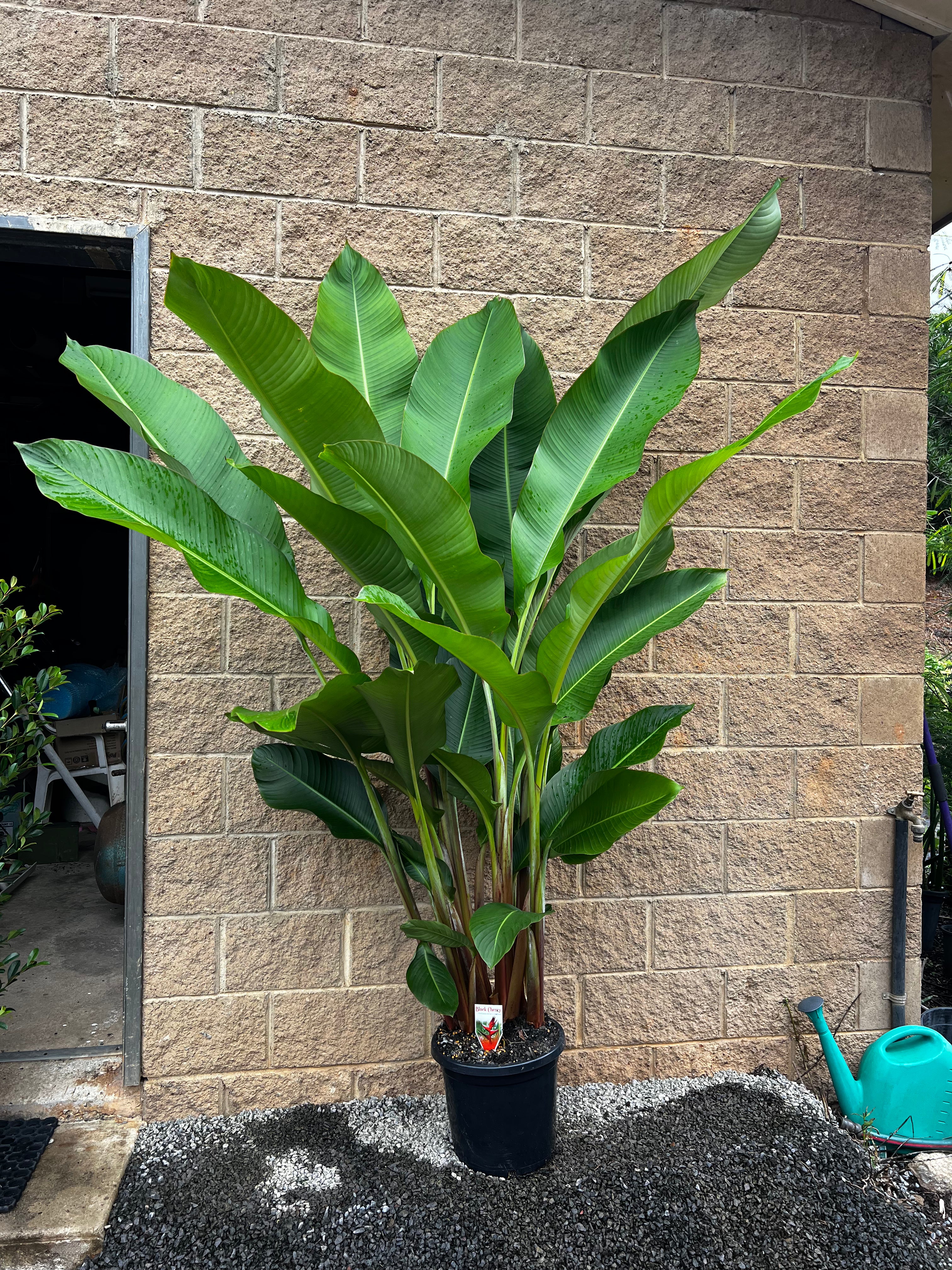Heliconia Black Cherry