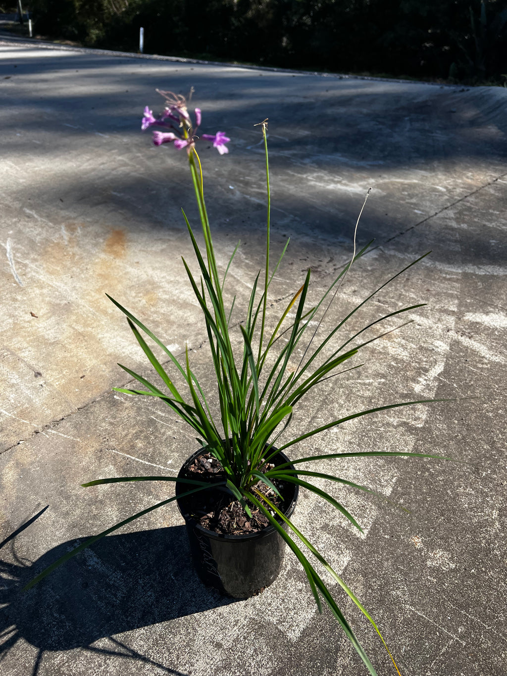 Tulbaghia violacea Starburst