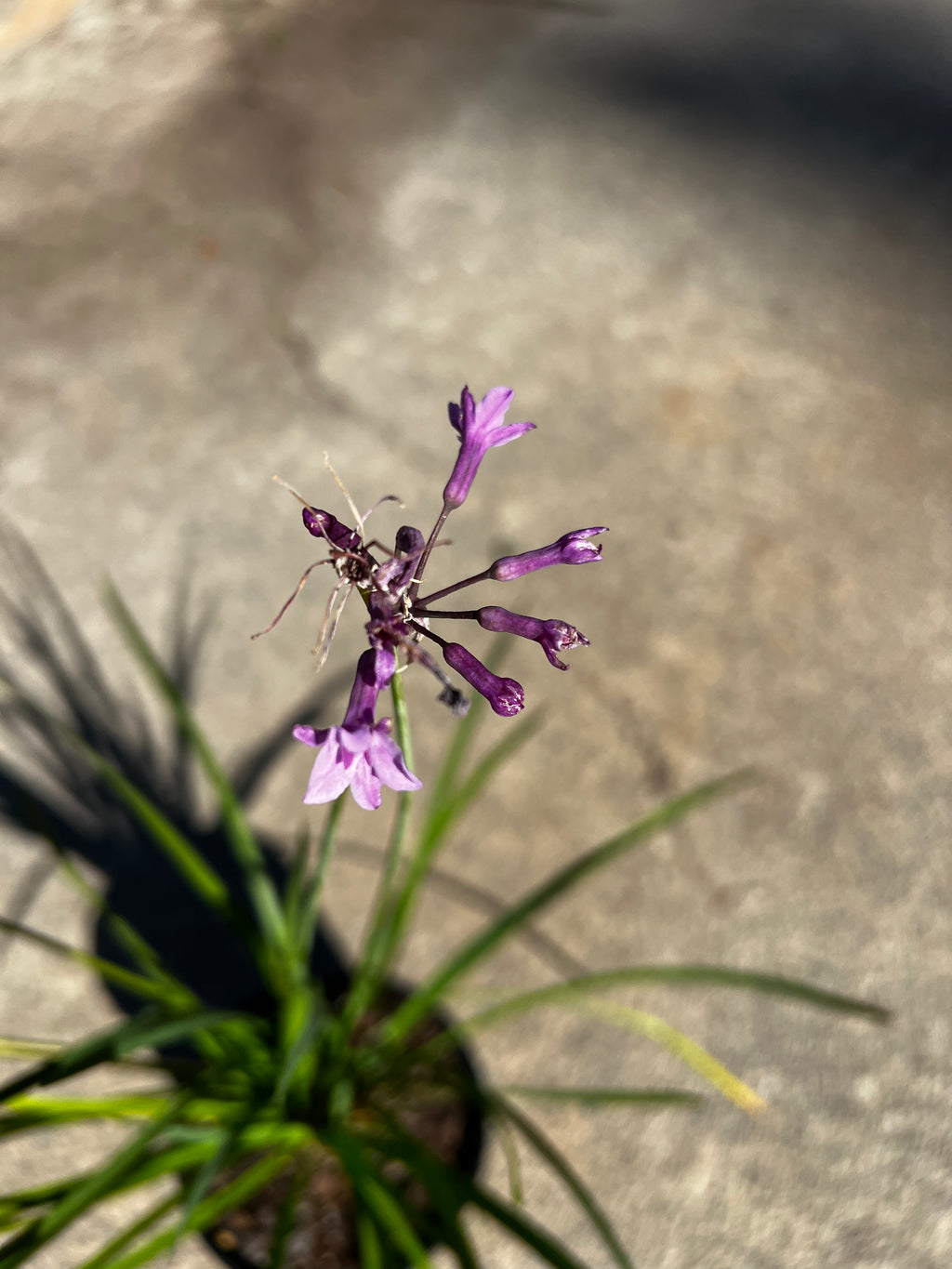 Tulbaghia violacea Starburst