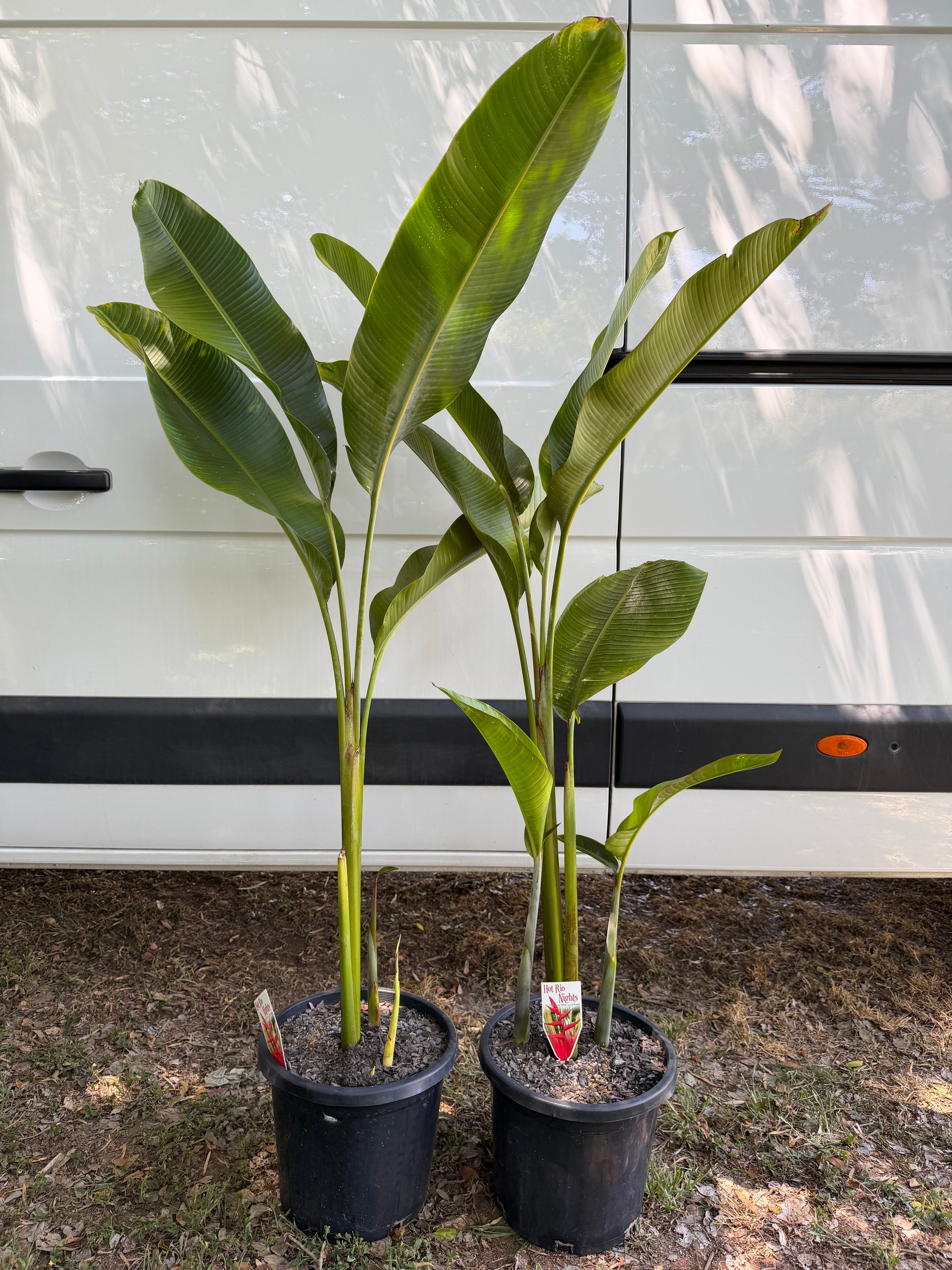 Heliconia - Hot Rio Nights