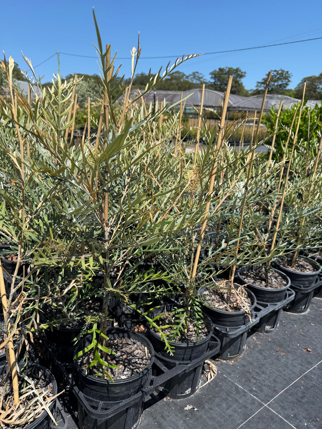 Grevillea Strawberry Blonde