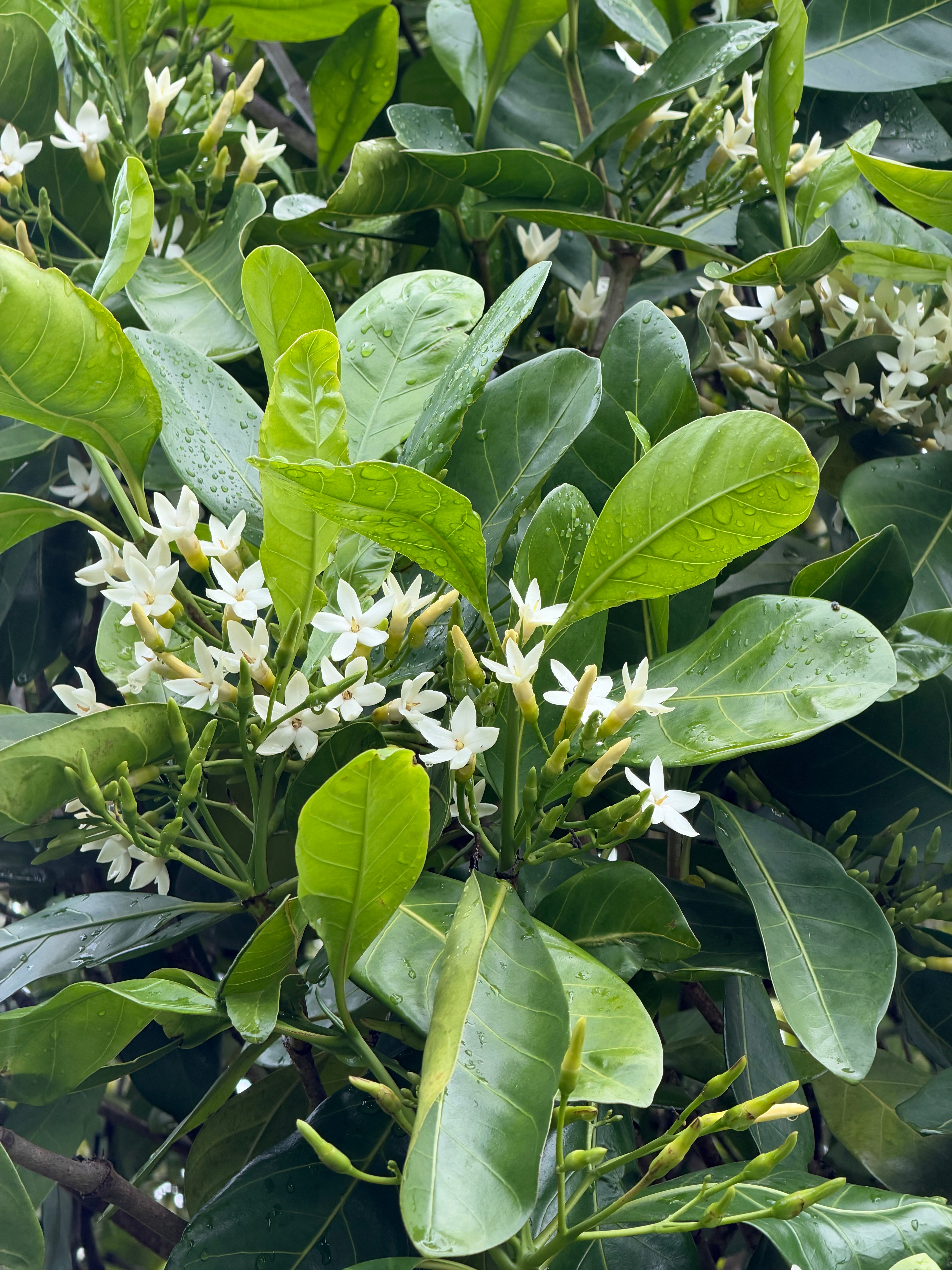 Randia fitzalanii (Atractocarpus)