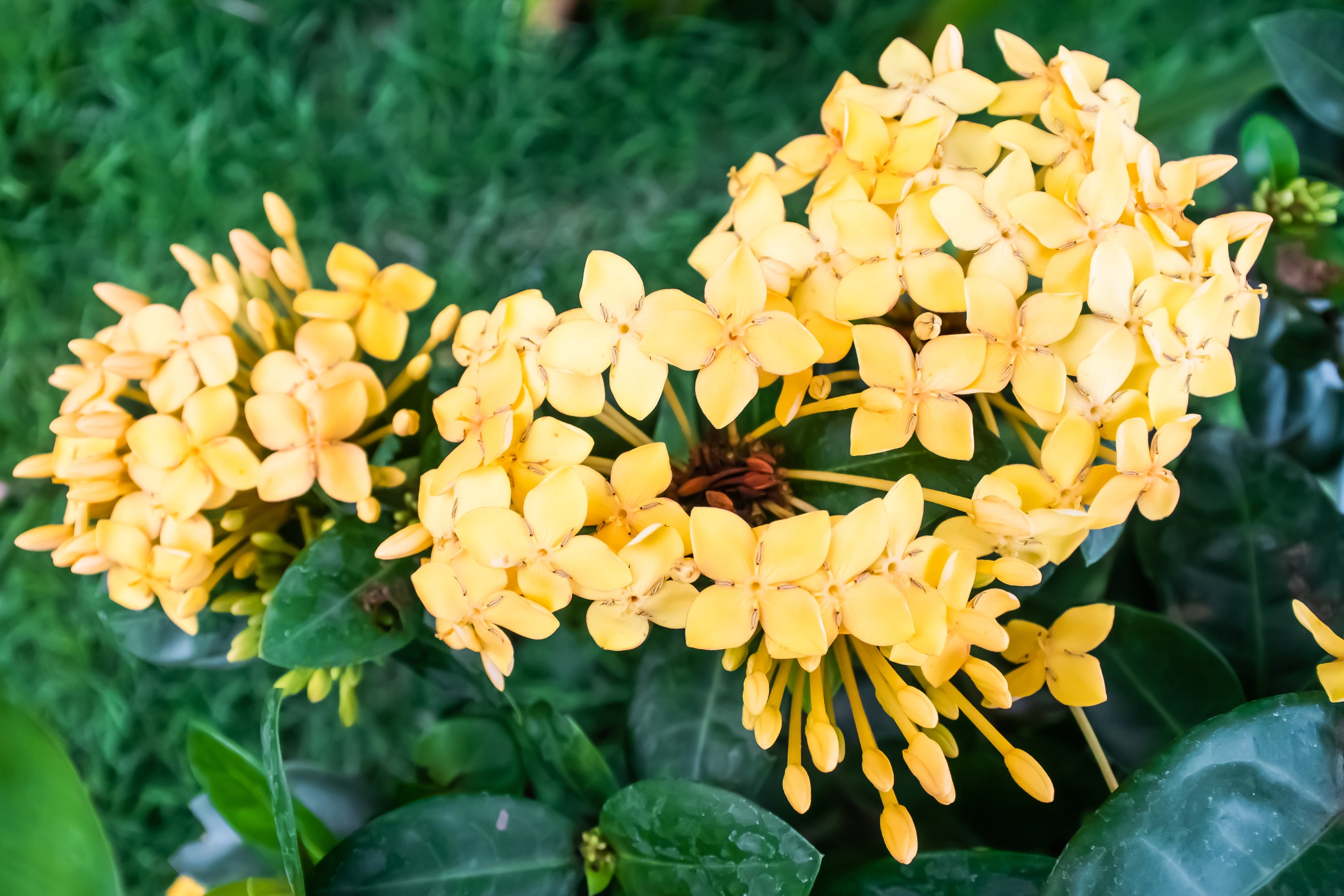 Ixora Gold Malay