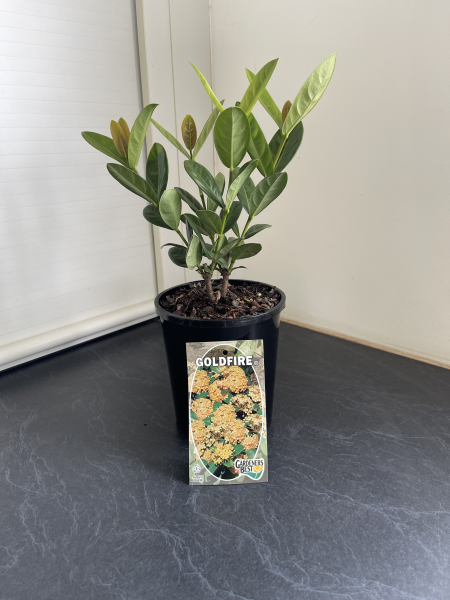 Ixora Gold Fire