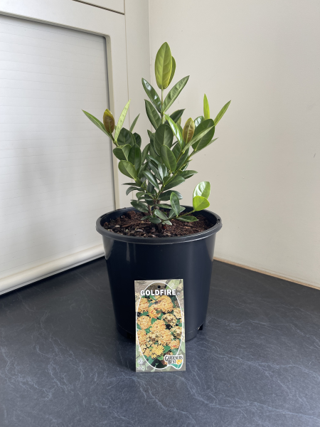 Ixora Gold Fire