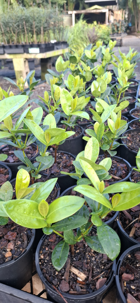 Ixora Gold Malay
