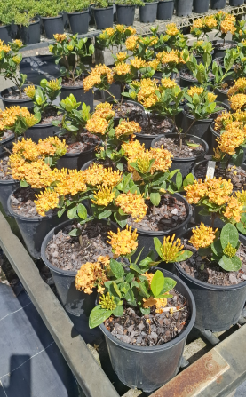 Ixora Gold Malay
