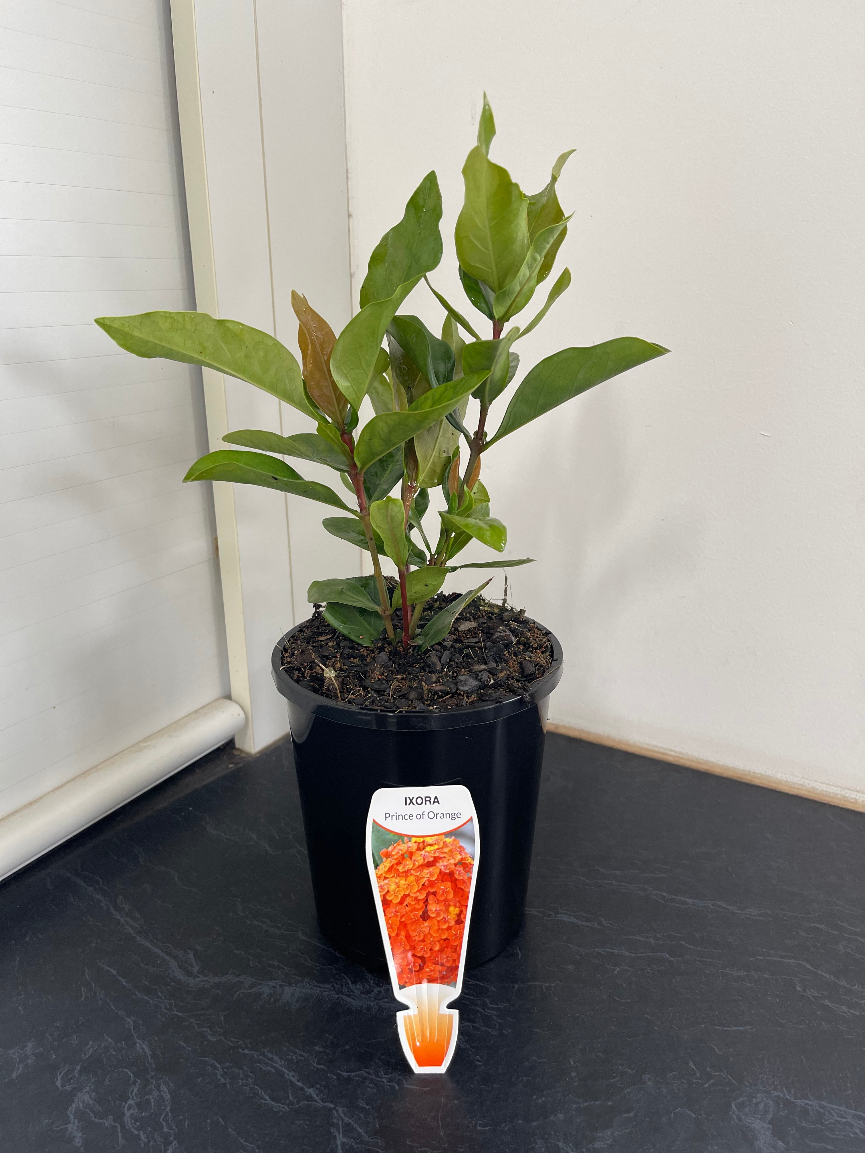 Ixora chinensis Prince of Orange
