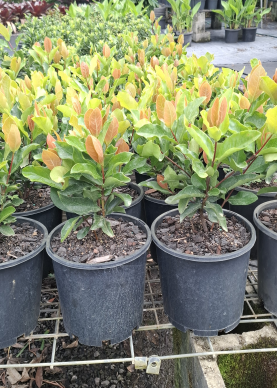 Ixora chinensis Prince of Orange