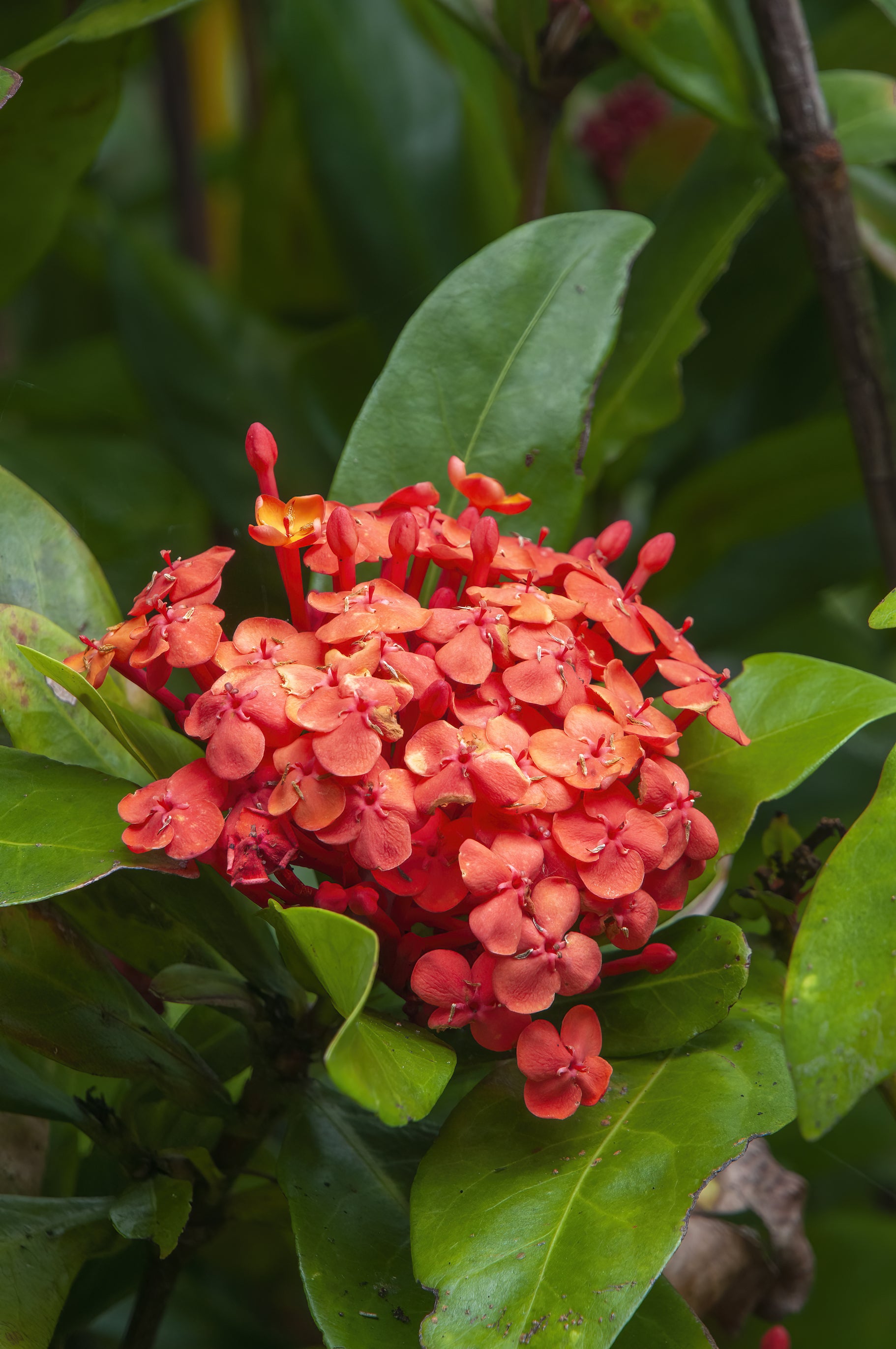 Ixora chinensis Prince of Orange
