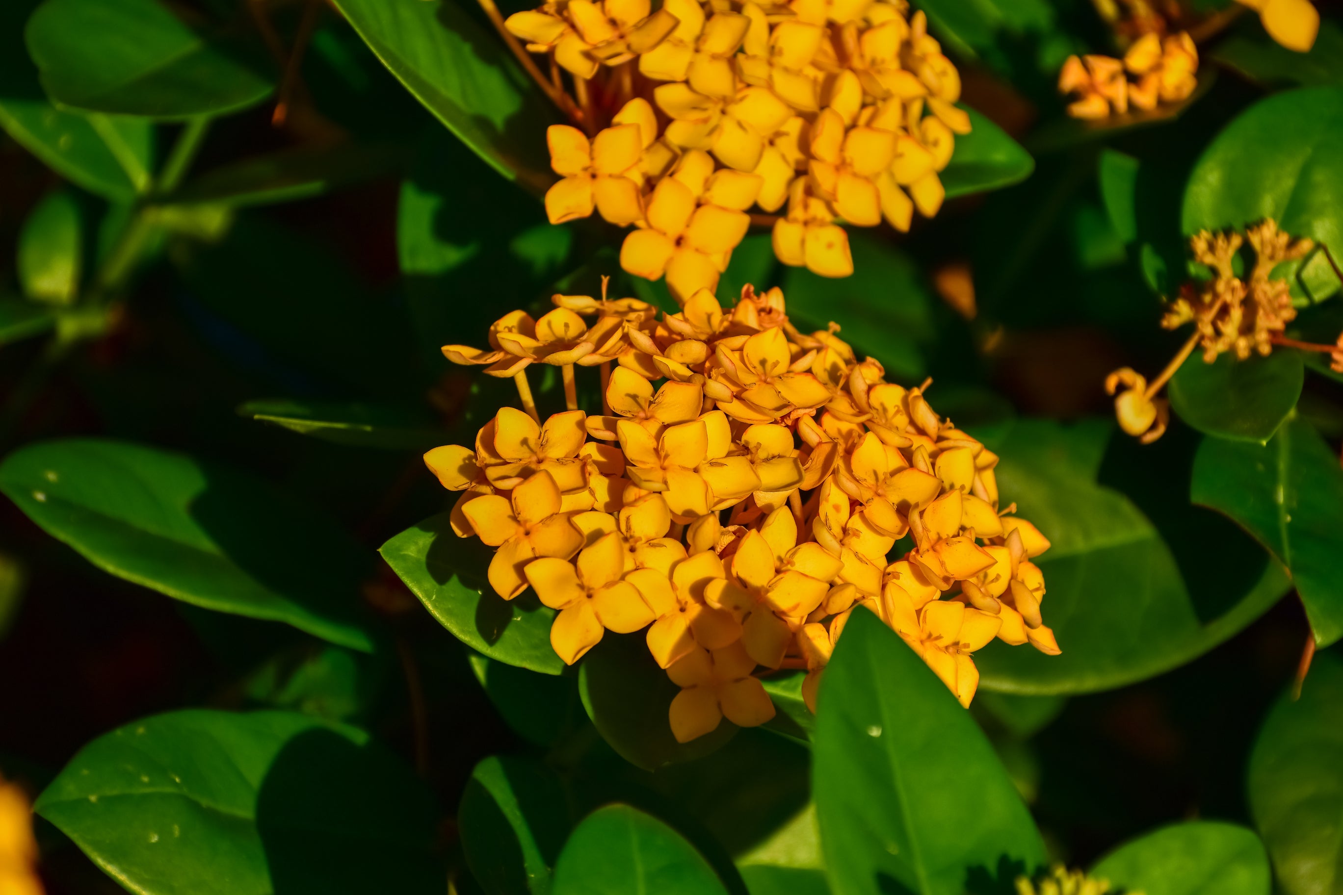Ixora Gold Fire