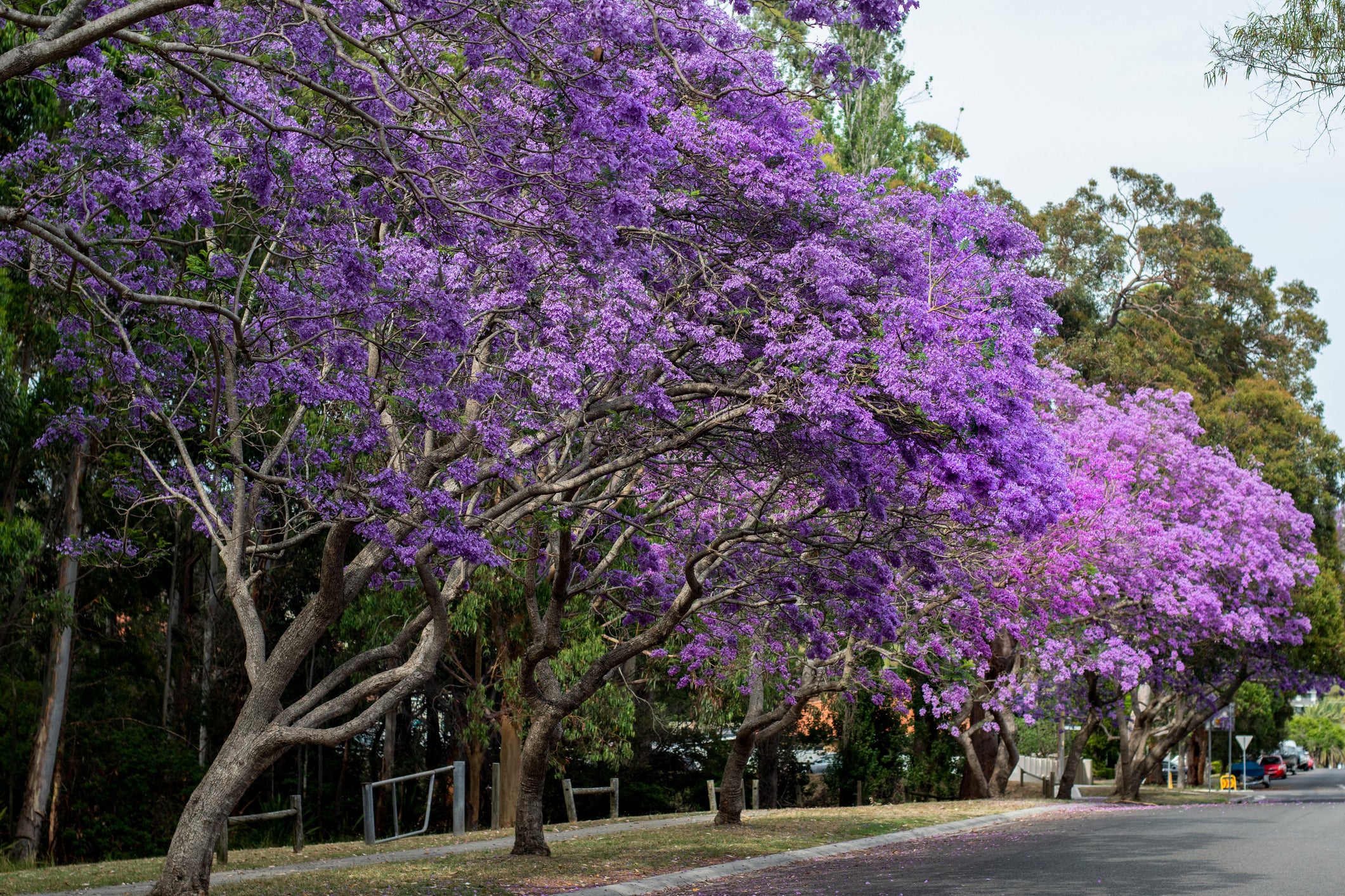 Jacaranda mimosifolia