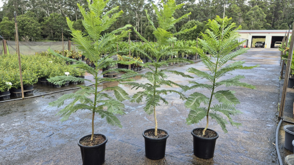 Jacaranda mimosifolia alba White Grafted