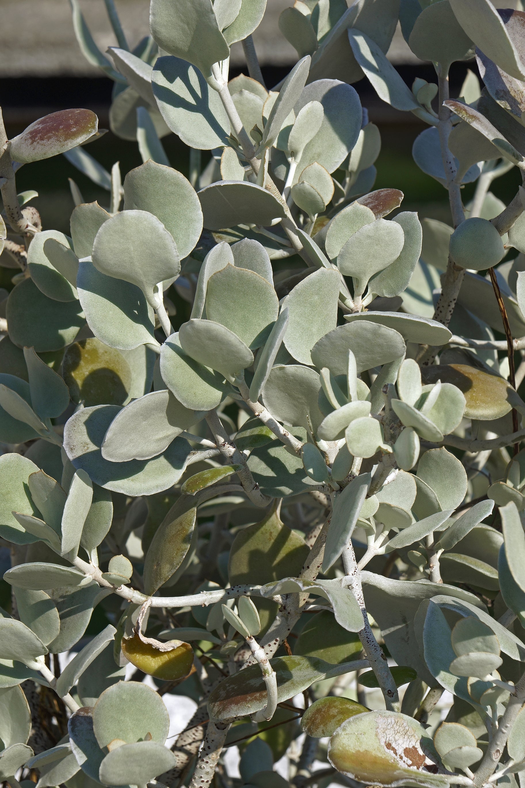 Kalanchoe Silver Spoons