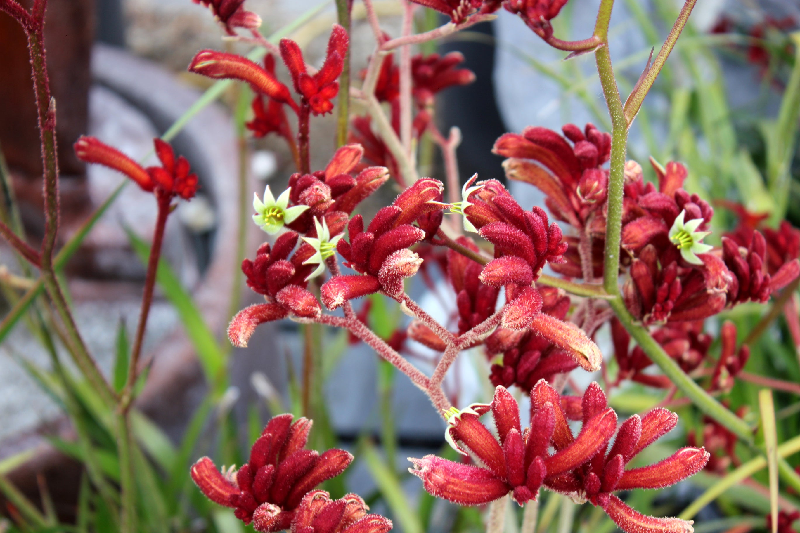 Anigozanthos Landscape Scarlet