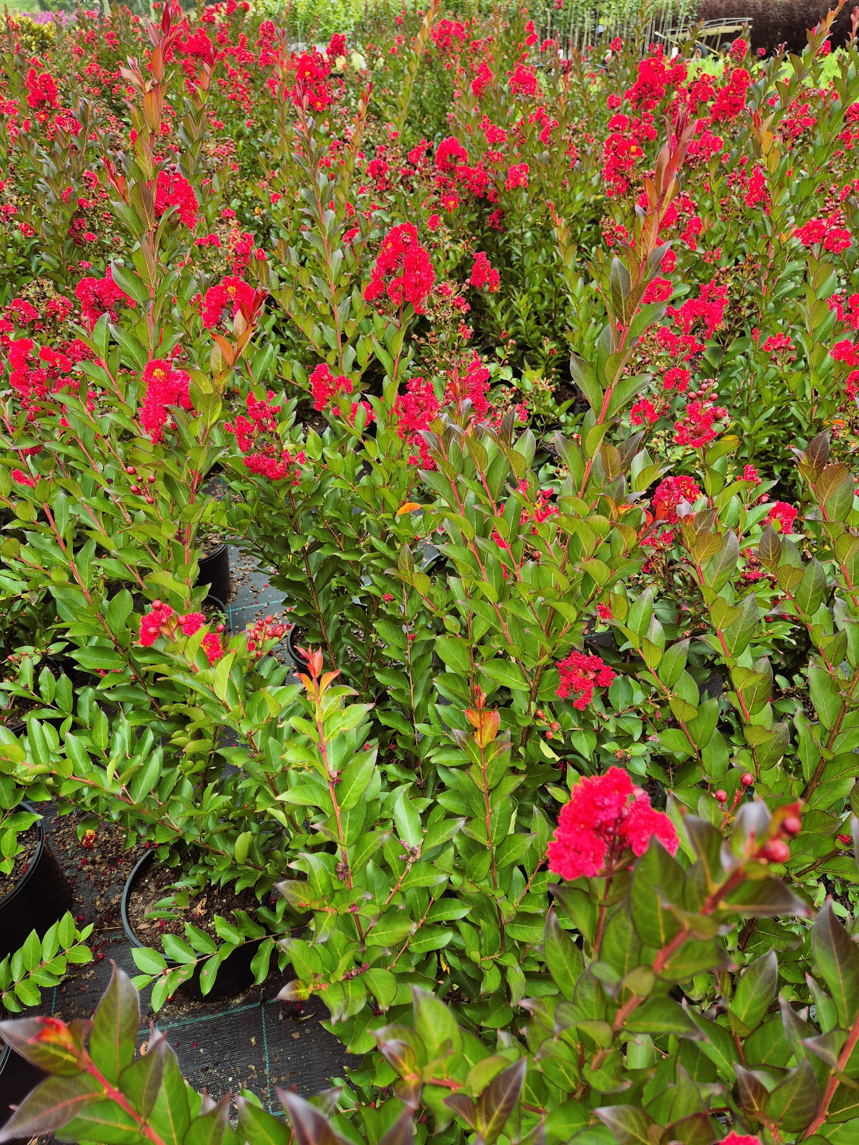 Lagerstroemia Enduring Summer Red Crepe Myrtle