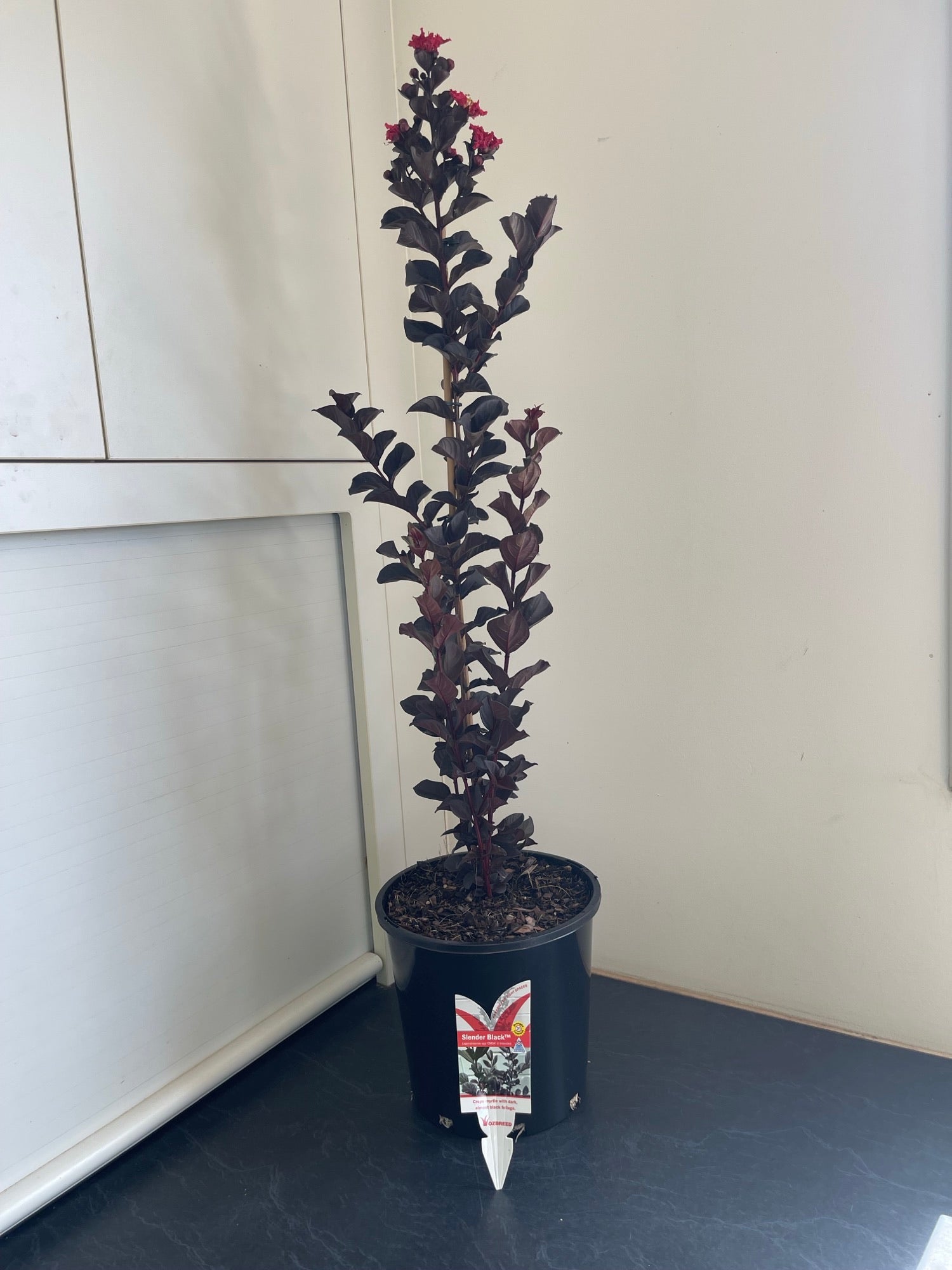 Lagerstroemia spp. SLENDER BLACK™