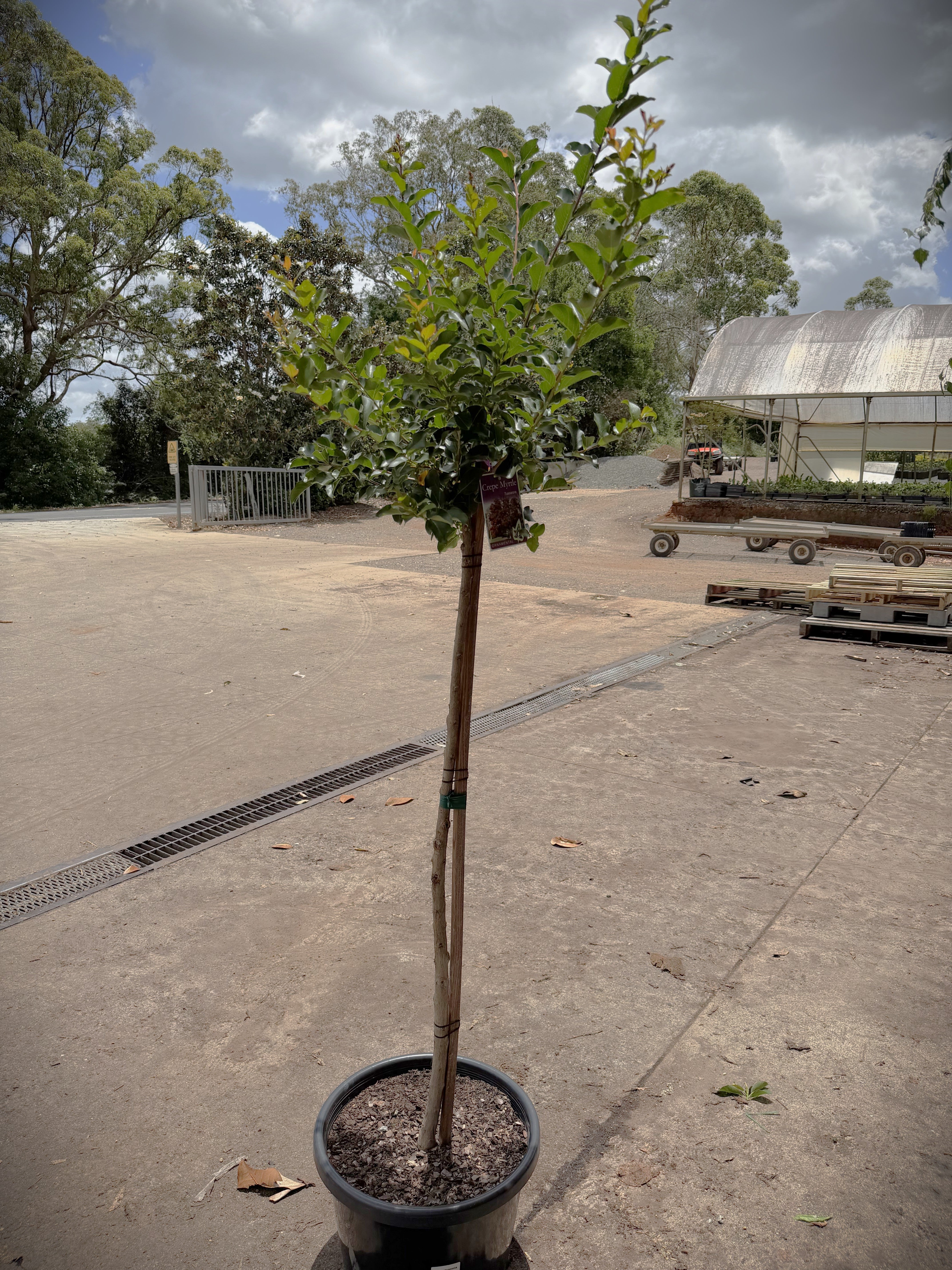 Lagerstroemia Tuscarora Crepe Myrtle