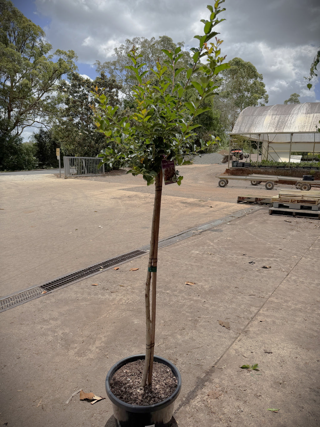 Lagerstroemia Tuscarora Crepe Myrtle