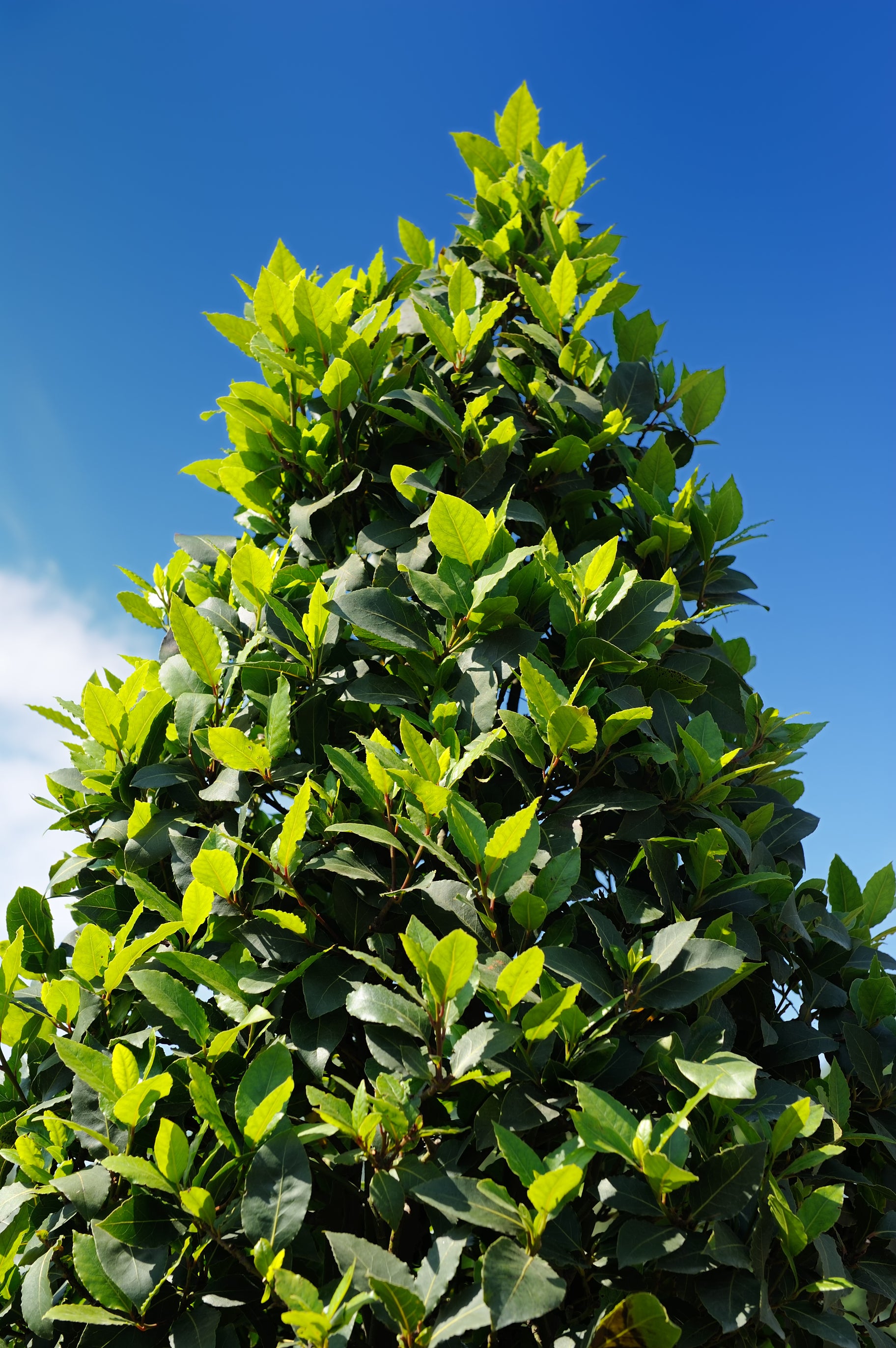 Laurus nobilis Bay Leaf