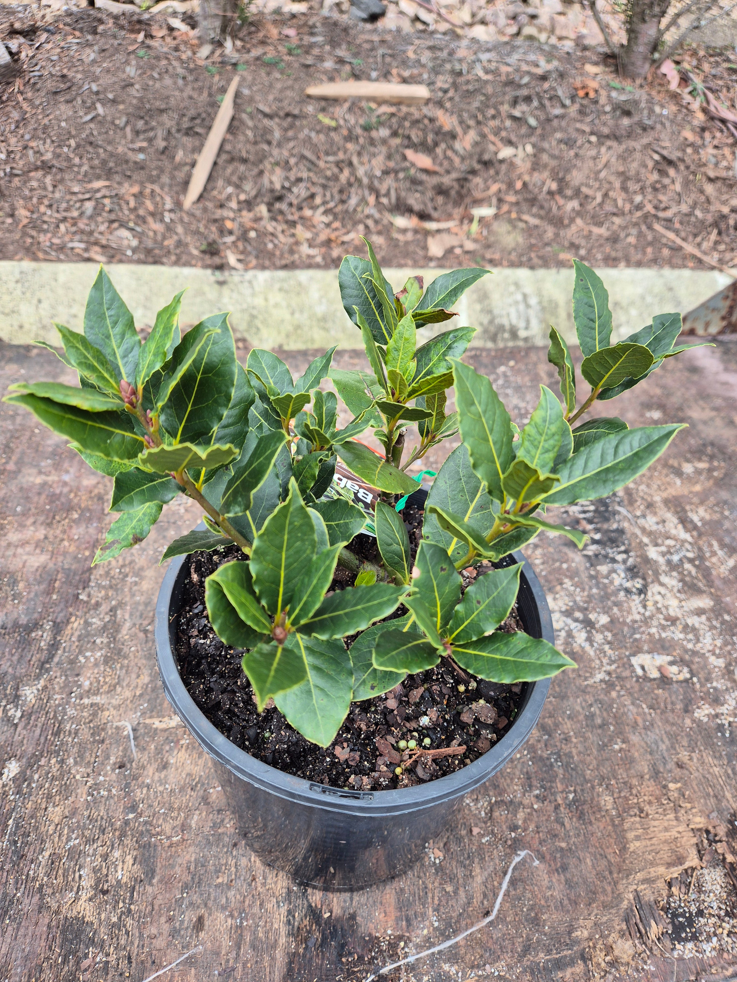 Laurus nobilis Baby Bay