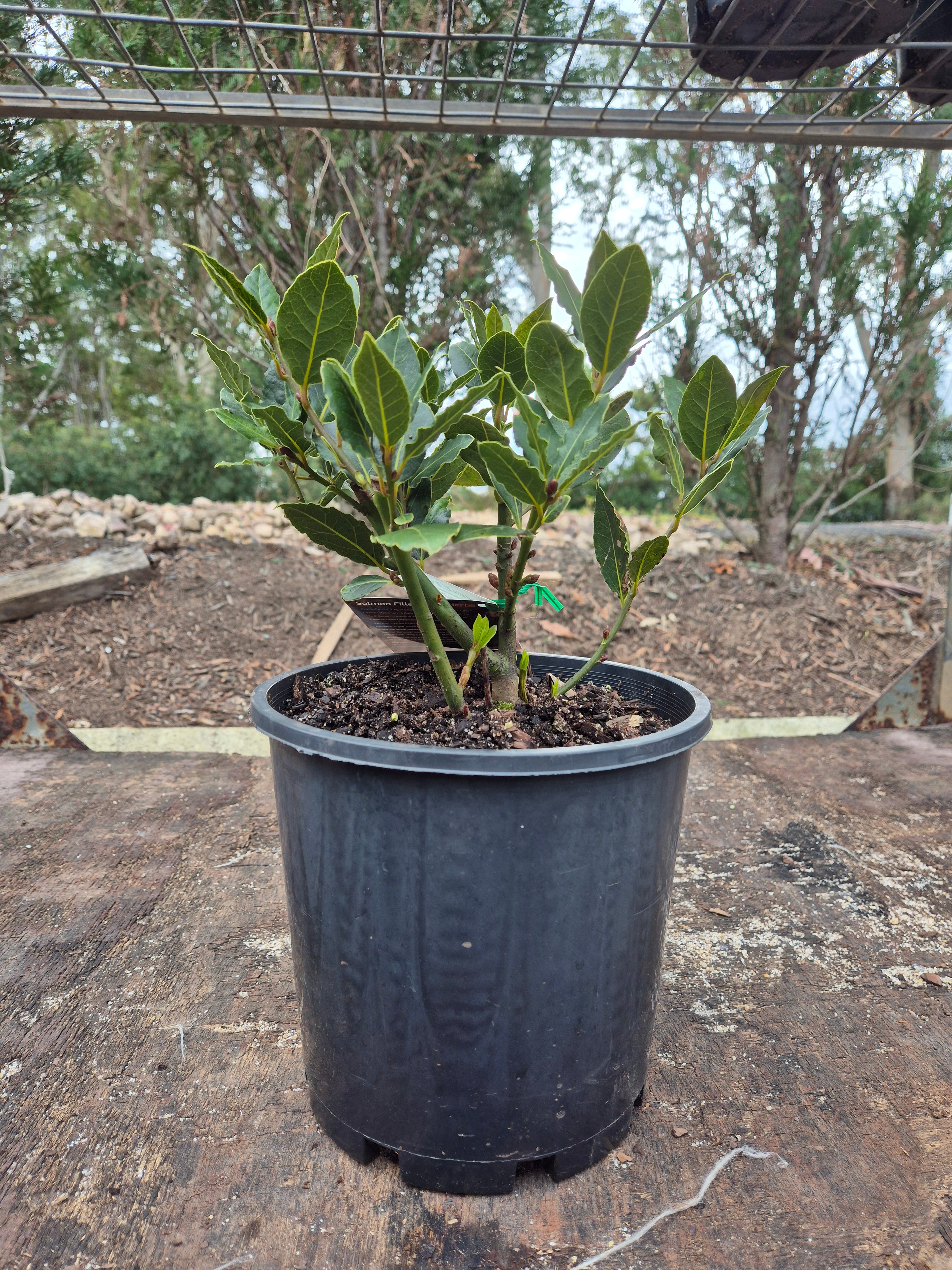 Laurus nobilis Baby Bay